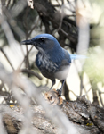 Western Scrub Jay2983